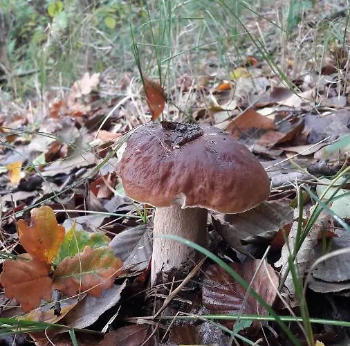 Abendsonne Apartment